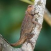 Lepojester pestry - Calotes versicolor - Oriental Garden Lizard o0614
